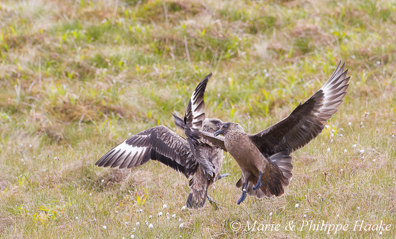 Grand labbe 8969.jpg - Grand Labbe, Stercorarius skua, Great Skua (Runde, Norvège, juin 2012)